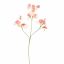 SWEET PEA 66CM PEACH