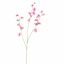 SWEET PEA 103CM BEAUTY