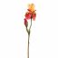 IRIS 80CM BEAUTY