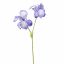 IRIS X2 65CM BLUE