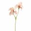 IRIS X2 65CM PEACH