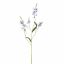 CAMASSIA 101CM BLUE