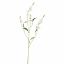 CAMASSIA 101CM CREAM