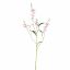 CAMASSIA 101CM LAVENDER
