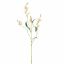 CAMASSIA 101CM PEACH