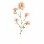 RHODODENDRON 116CM PEACH