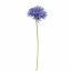 AGAPANTHUS 77CM BLUE