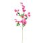 SWEET PEA 100CM BEAUTY