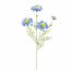 SCABIOSA 60CM BLUE