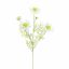 SCABIOSA 60CM CREAM