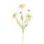 SCABIOSA 60CM PINK
