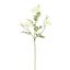 MARIGOLD 75CM CREAM