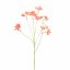 BELEMCANDA CHINENSIS SPRAY 67CM RED