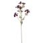 COSMOS SPRAY 80CM PURPLE