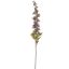 DELPHINIUM 79CM GREY
