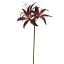 HIPPEASTRUM 80CM BURGUNDY