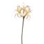 HIPPEASTRUM 80CM CREAM PINK