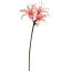 HIPPEASTRUM 80CM PINK