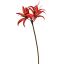 HIPPEASTRUM 80CM RED