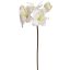 LARGE AMARYLLIS 80CM CREAM