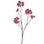 ASTRANTIA BRANCH 70CM BEAUTY
