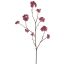 LARGE ASTRANTIA BRANCH 110CM BEAUTY