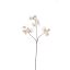 SWEET PEA 66CM VANILLA