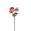 BALL PEONY SPRAY 60CM BEAUTY