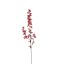 DELPHINIUM 95CM BEAUTY
