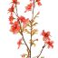 DELPHINIUM 95CM CORAL