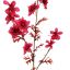 DELPHINIUM 95CM FUCHSIA