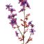 DELPHINIUM 95CM LAVENDER