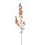 DELPHINIUM 95CM ORANGE