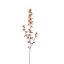 DELPHINIUM 95CM PEACH