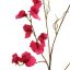 SWEET PEA 117CM BEAUTY