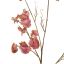 SWEET PEA 117CM MAUVE