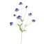 RUDBECKIA SPRAY 88CM BLUE
