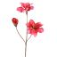 AMARYLLIS 88CM BEAUTY