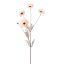 COSMOS SPRAY 92CM PEACH