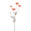COSMOS SPRAY 92CM SALMON