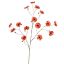 COSMOS SPRAY 124CM BROWN
