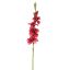 GLADIOLUS 85CM BURGUNDY
