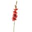GLADIOLUS 85CM MASSALA
