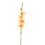 GLADIOLUS 85CM PEACH