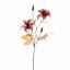 CLEMATIS 65CM MASSALA