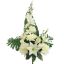 DAHLIA DELPHINIUM X14 BUSH 60CM CREAM