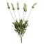 LAVENDER BUSH X 6 49CM CREAM