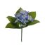 CHINONODOXA BUSH X 5 23CM BLUE