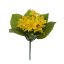 CHINONODOXA BUSH X 5 23CM YELLOW