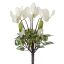 CYCLAMEN BUSH X 7 23CM CREAM